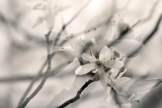 Mandelblüte