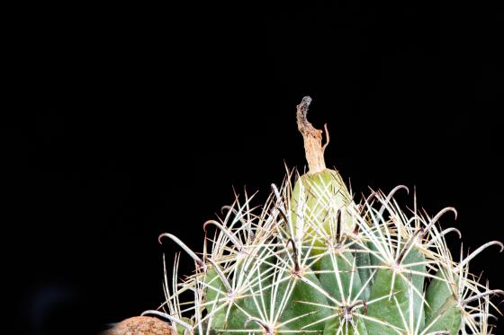 Coryphantha hintoniorum
