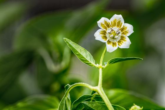 Capsicum baccatum Blüte (Chili)