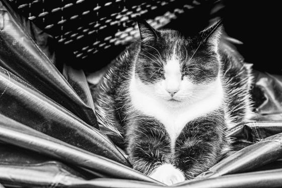 Black Cat