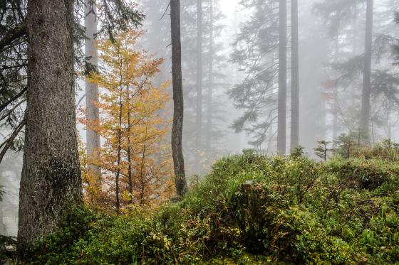 Schweizer Urwald