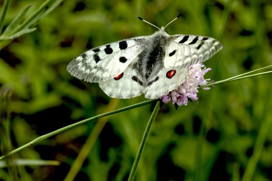 Schmetterling