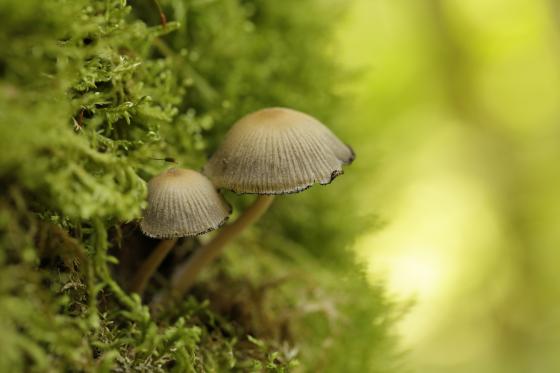 Pilze