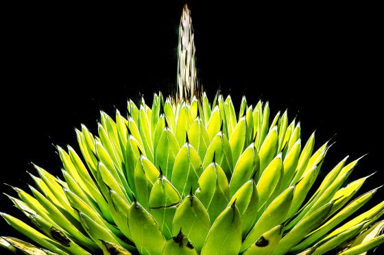 Agave