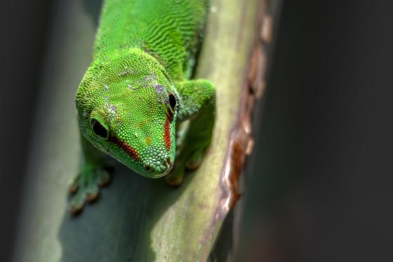 Grüner Gecko