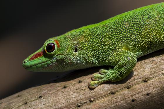 Grüner Gecko
