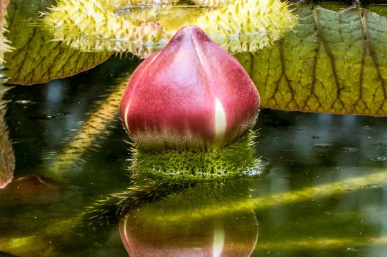 Seerose