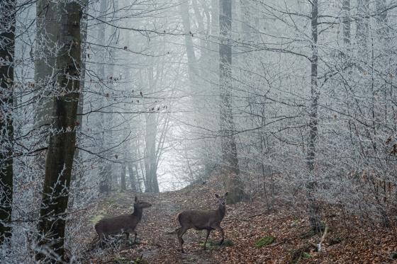 Rehe im Winterwald