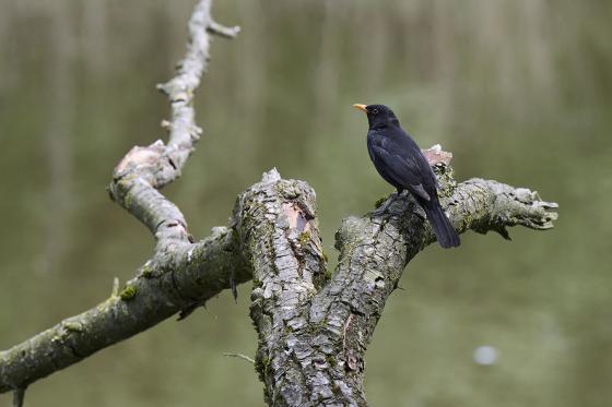 Peter Marxer │Amsel