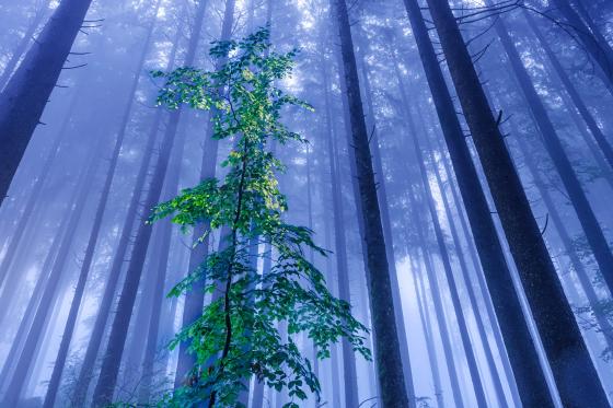 Nebel im Wald