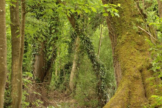Janine Graf │Waldweg