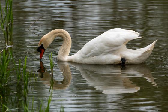 Jürgen Lüdkte │Schwan