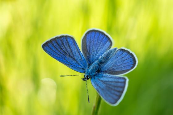Schmetterling