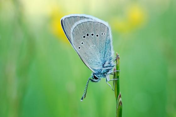 Schmetterling