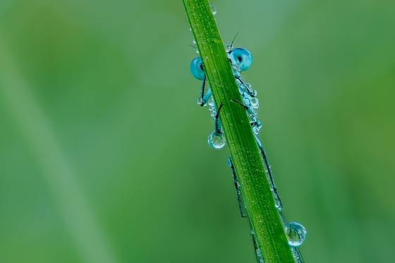Blue Eyes