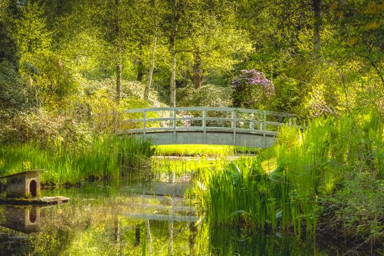 Ode to Monet