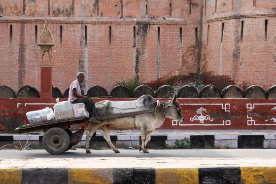 Ochsenkarren Indien