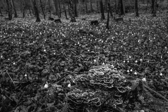 Pilz und Schneeglöggli