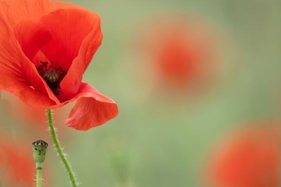 Mohn