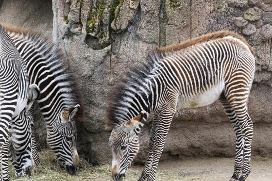Zebras im Zoo Zürich