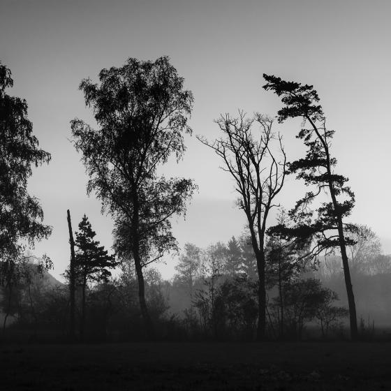 Nendler Riet