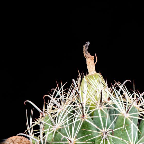 Coryphantha hintoniorum