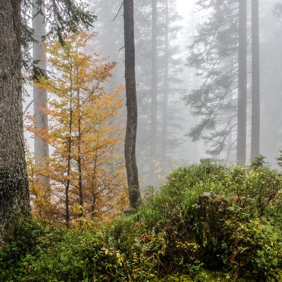 Schweizer Urwald