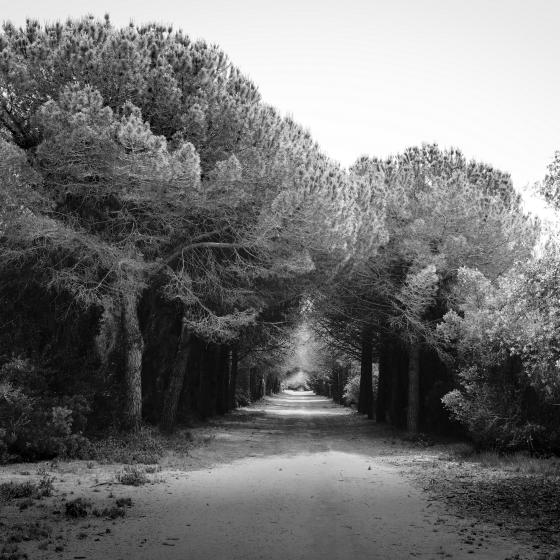 Road to Perdition