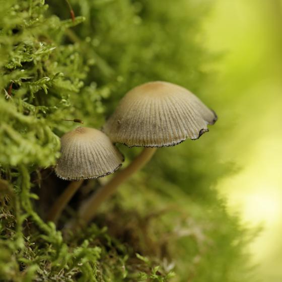 Pilze