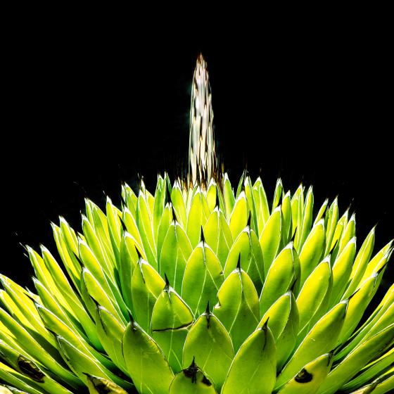 Agave