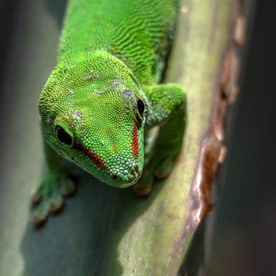Grüner Gecko