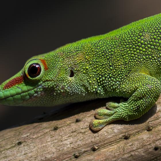 Grüner Gecko