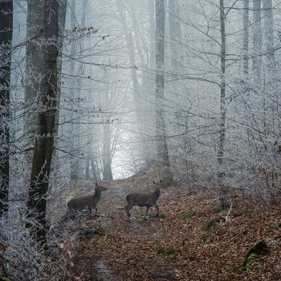 Rehe im Winterwald