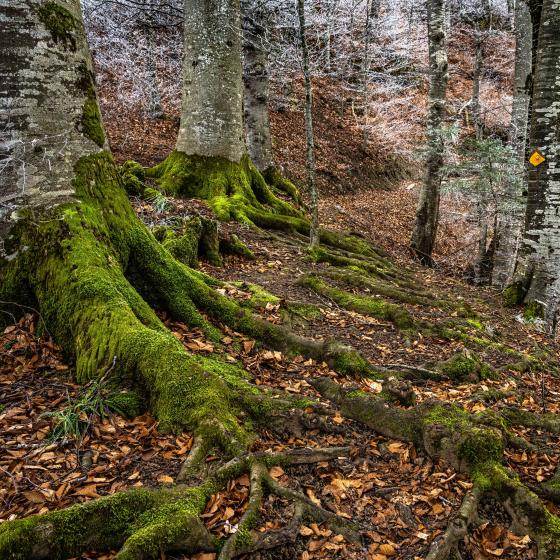 Wanderweg Gruben