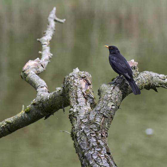Peter Marxer │Amsel