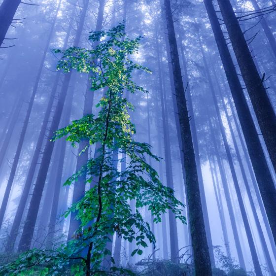 Nebel im Wald