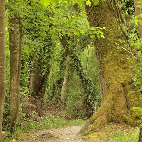 Janine Graf │Waldweg