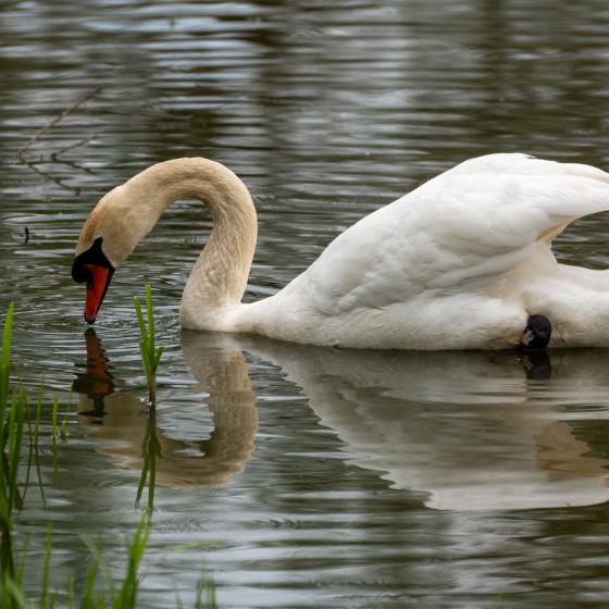 Jürgen Lüdkte │Schwan
