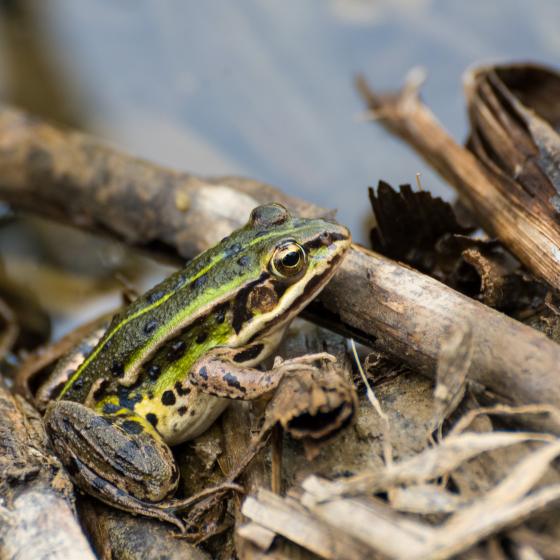 Jürgen Lüdkte │Frosch