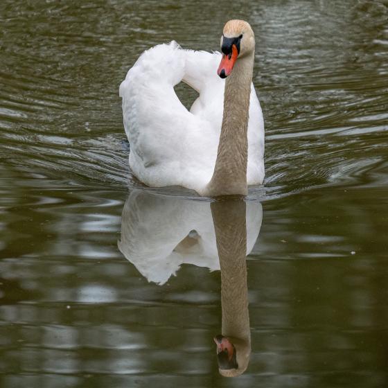 Peter Laukas │Schwan