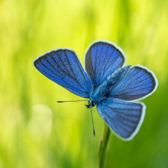 Schmetterling