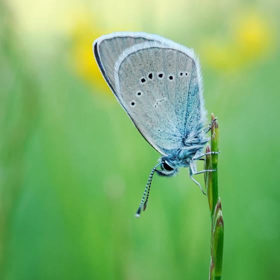 Schmetterling
