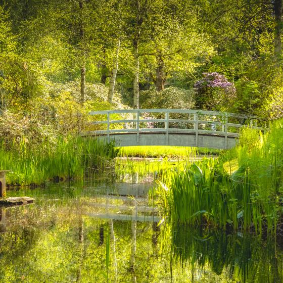 Ode to Monet