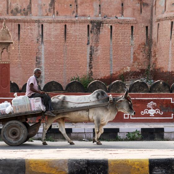Ochsenkarren Indien