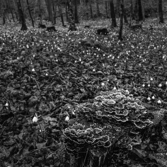 Pilz und Schneeglöggli