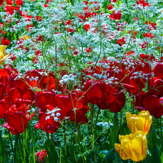 Insel Mainau: Blumeninsel im Bodensee
