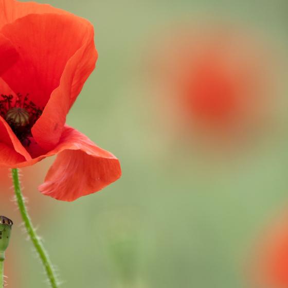 Mohn