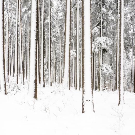 Winterbäume