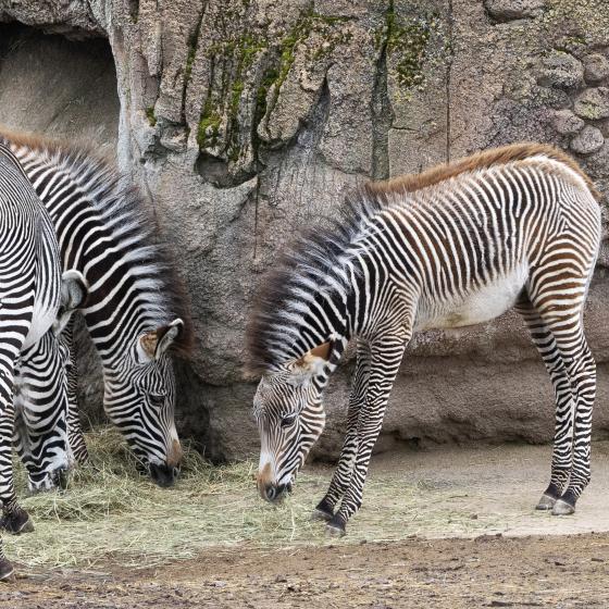 Zebras im Zoo Zürich